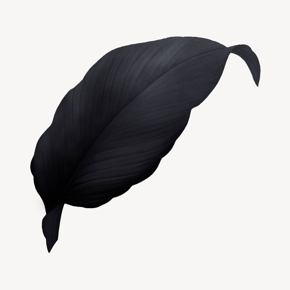 Vintage black leaf illustration psd