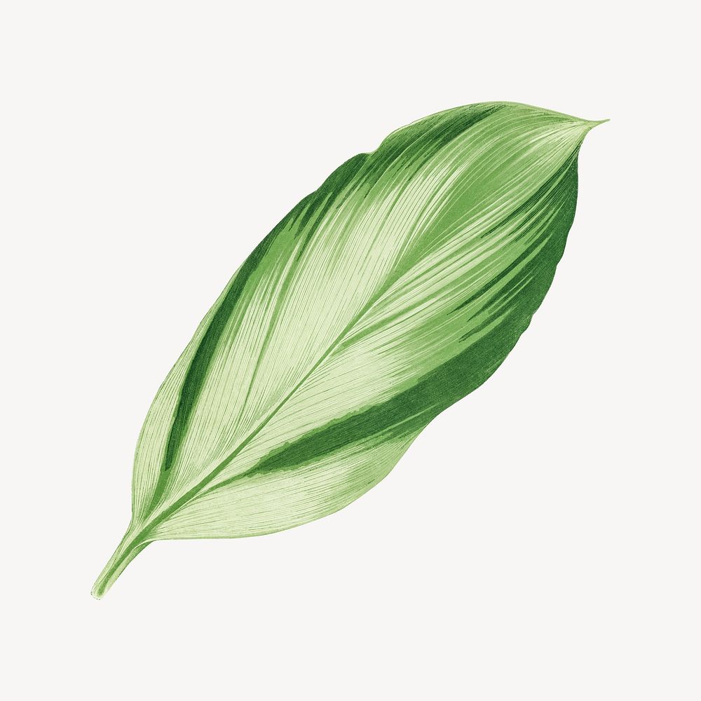 Vintage green leaf, dracaena recina, illustration psd