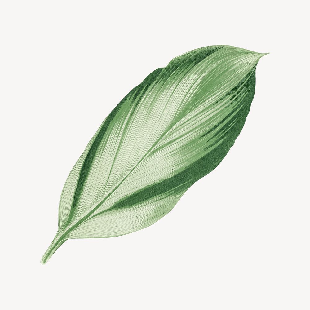 Vintage green leaf, dracaena recina, illustration psd