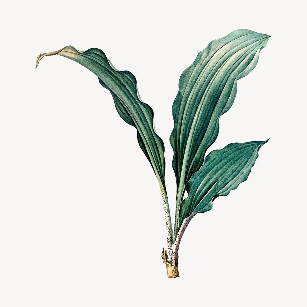 Vintage tropical leaf illustration psd