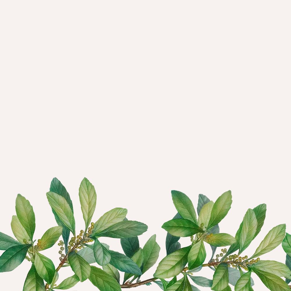 Tropical beige background, leaf border