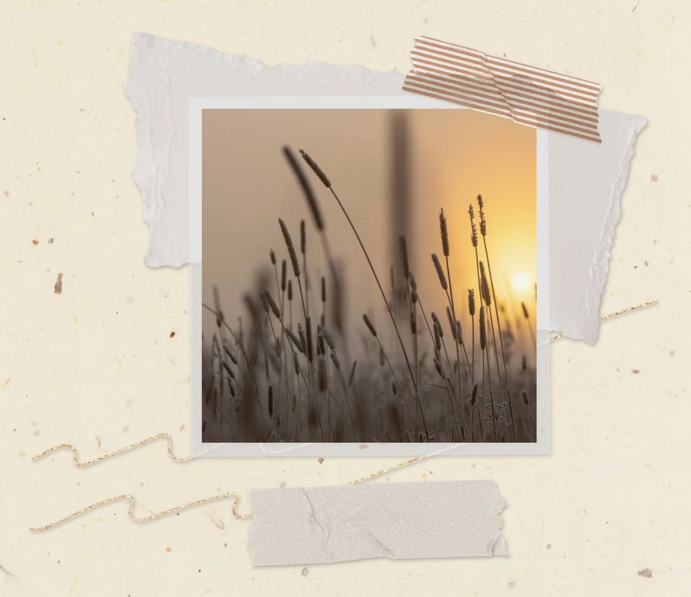 Grass flower at sunset in notepaper