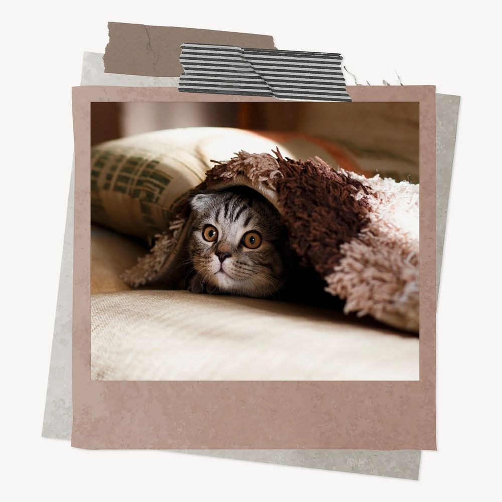 Cute cat in instant film frame