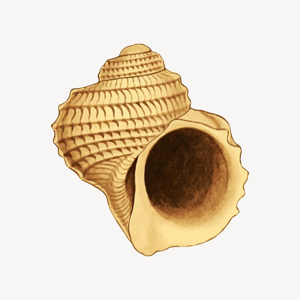 Shell illustration. Free public domain CC0 image.