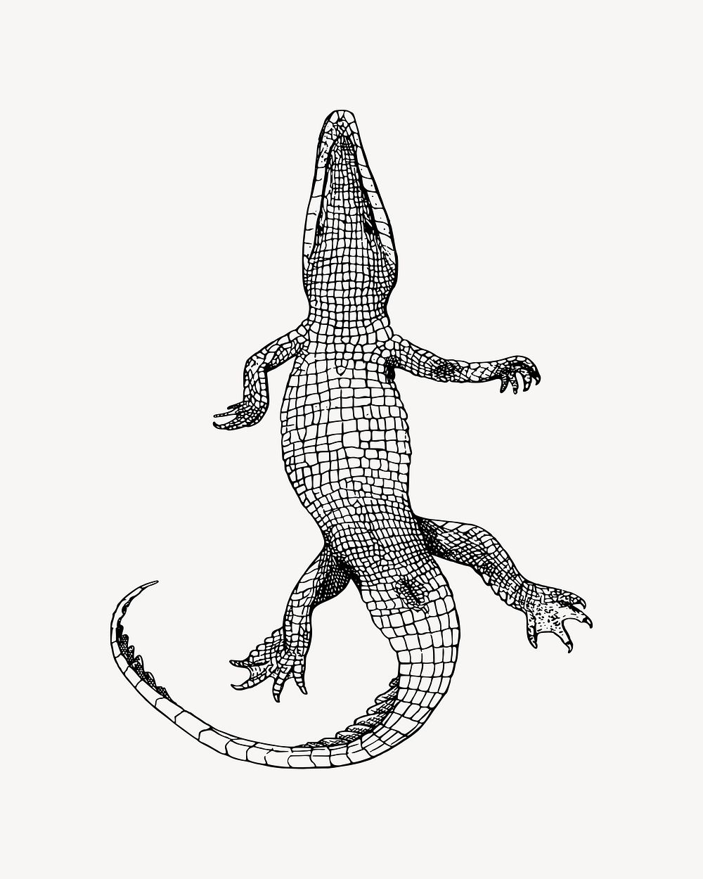 Alligator illustration. Free public domain CC0 image.