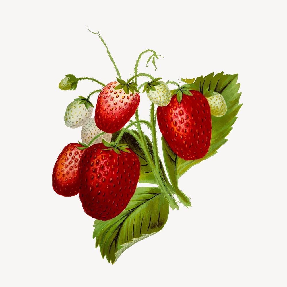 Strawberry illustration. Free public domain CC0 image.