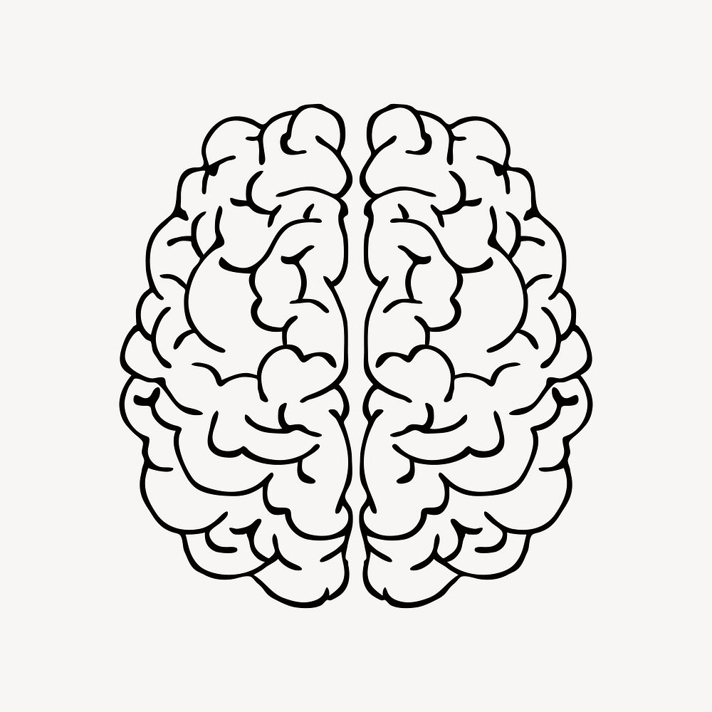 Brain illustration. Free public domain CC0 image.