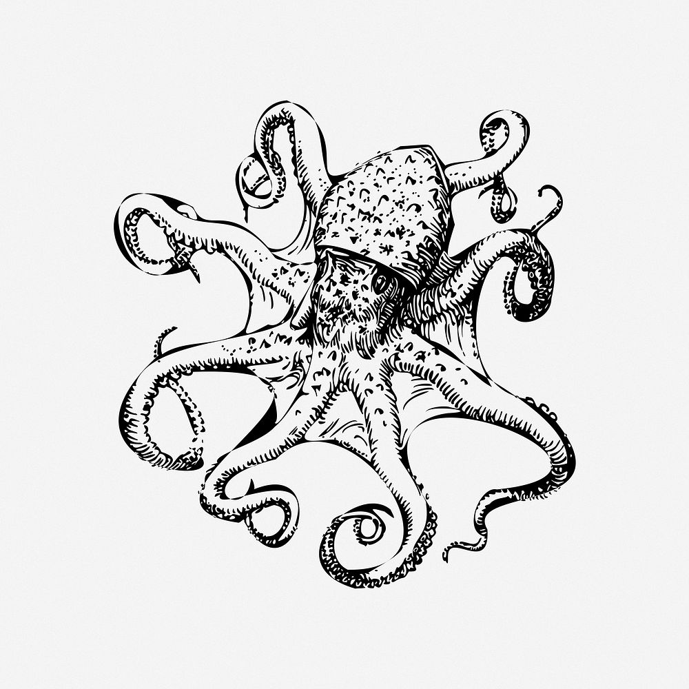 Octopus sea life clip art. Free public domain CC0 image.