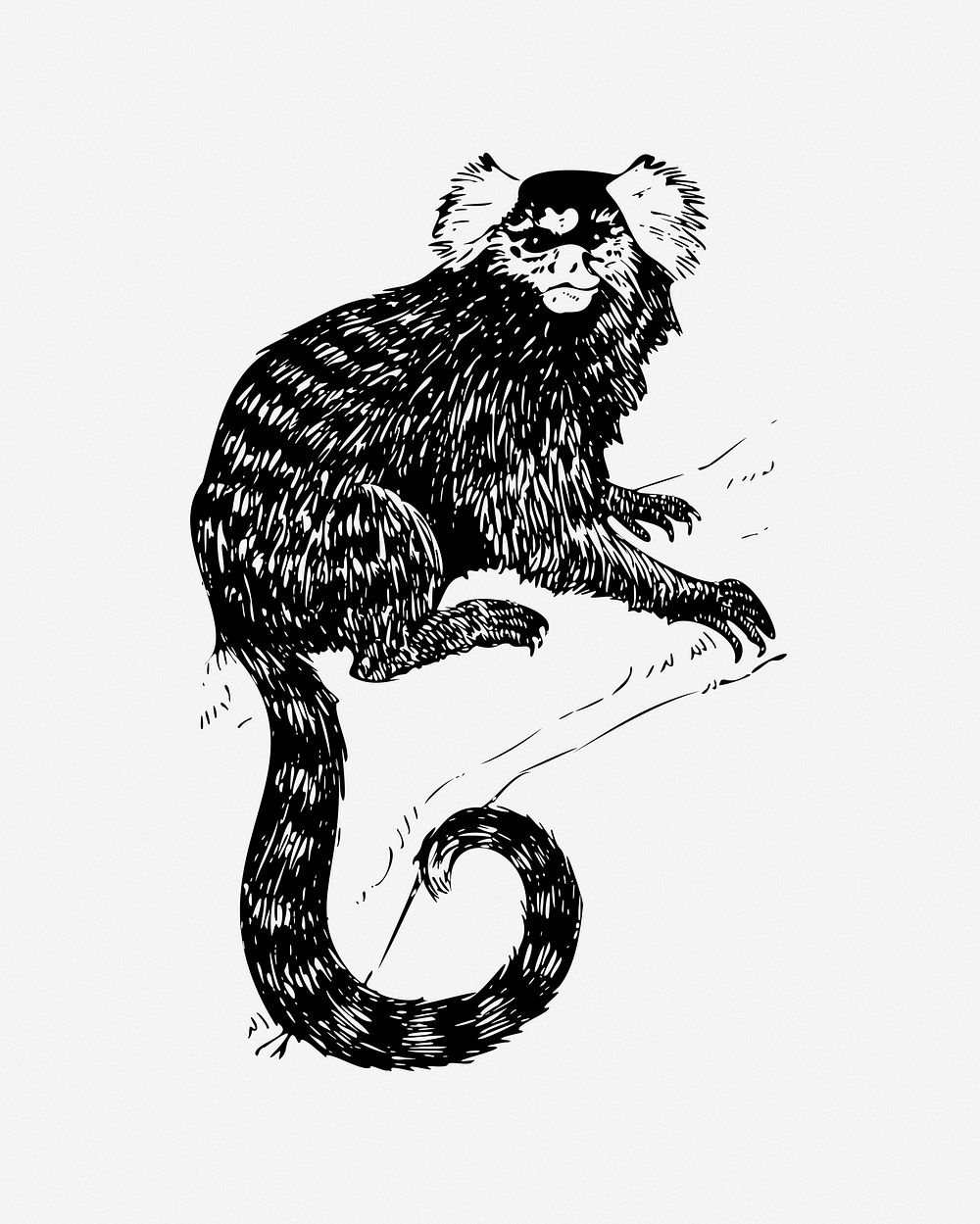 Common Marmoset clip art. Free public domain CC0 image.