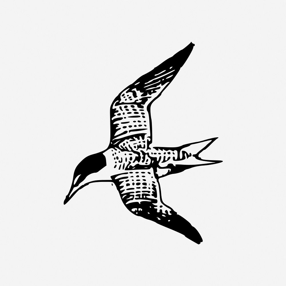 Seagull clipart vector. Free public domain CC0 image.