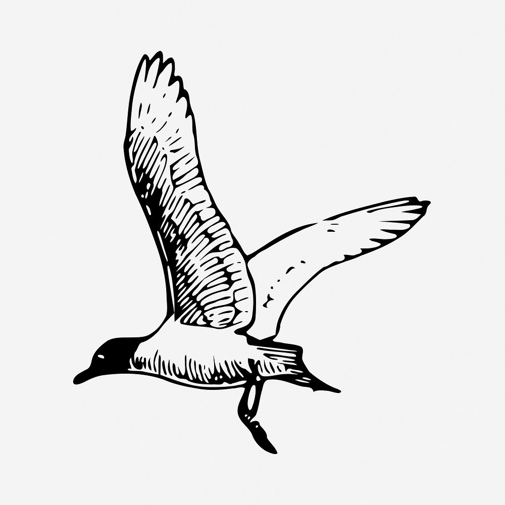 Seagull clipart vector. Free public domain CC0 image.
