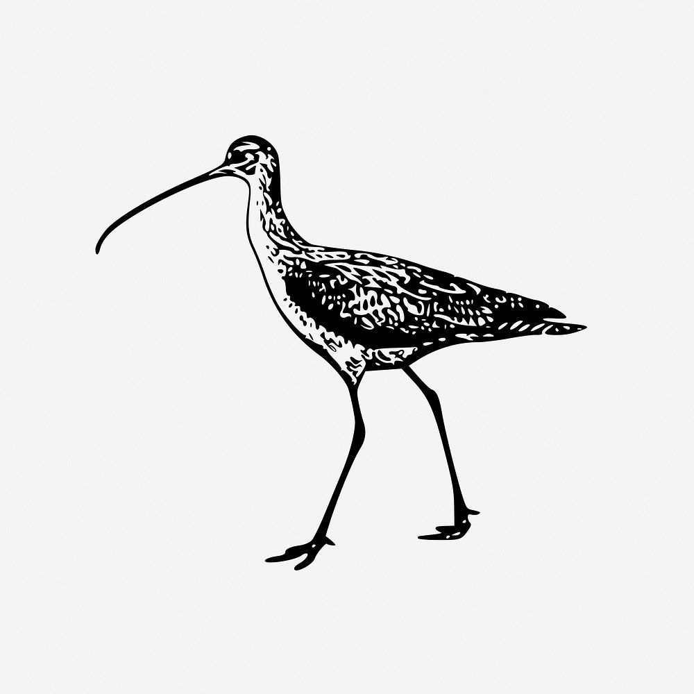 Isis bird illustration. Free public domain CC0 image.