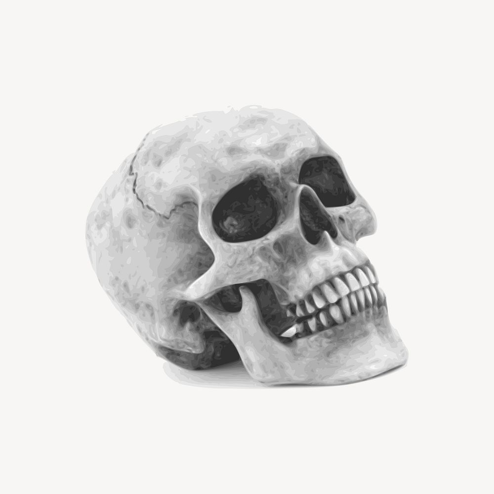 Human skull Halloween illustration. Free public domain CC0 image.