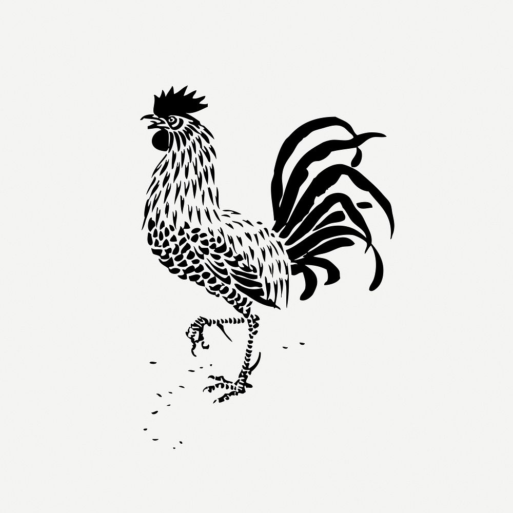 Rooster illustration psd. Free public domain CC0 image.