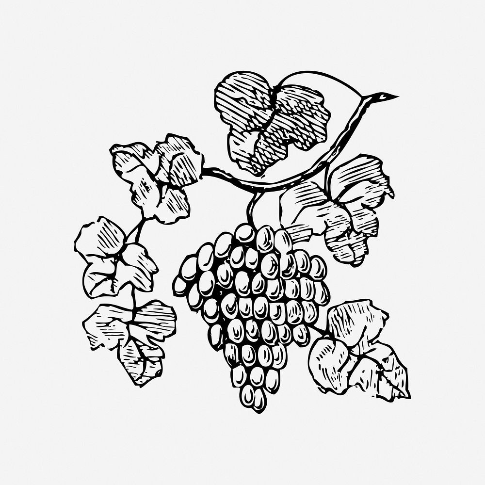 Grape illustration. Free public domain CC0 image.