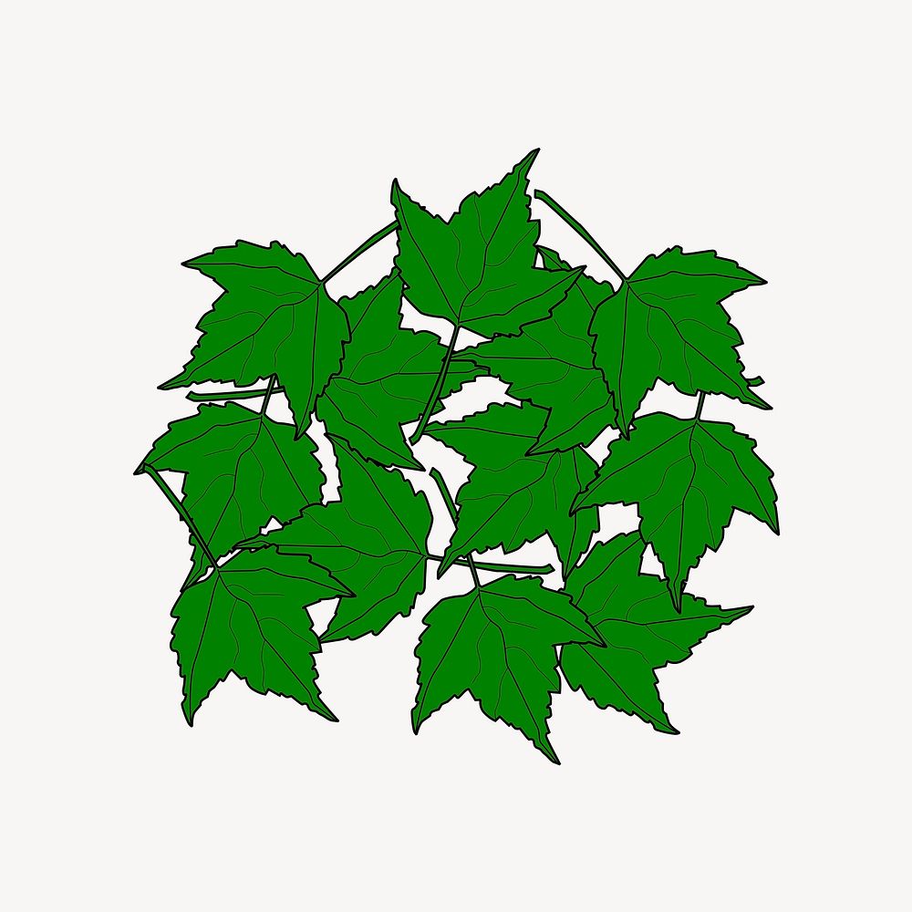 Maple leaves illustration. Free public domain CC0 image.
