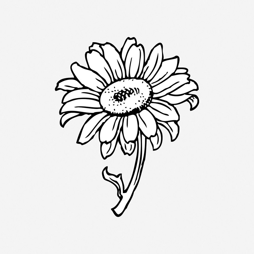 Sunflower illustration. Free public domain CC0 image.