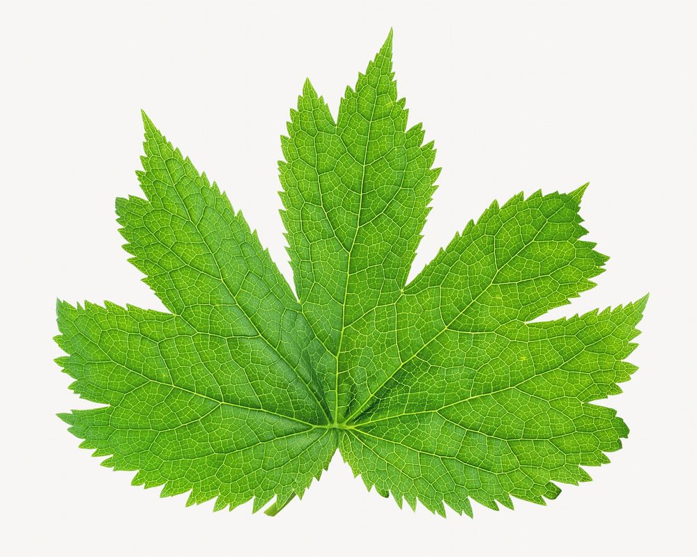 Green Maple leaf isolated object on white