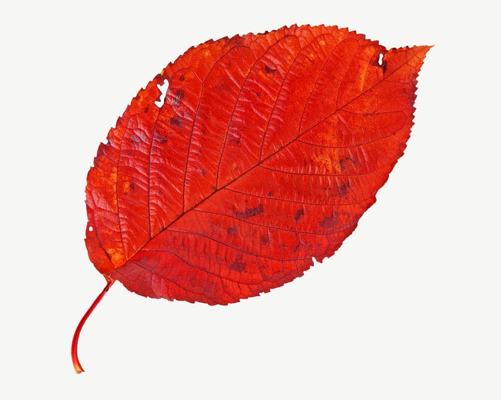 Red dry fall leaf psd