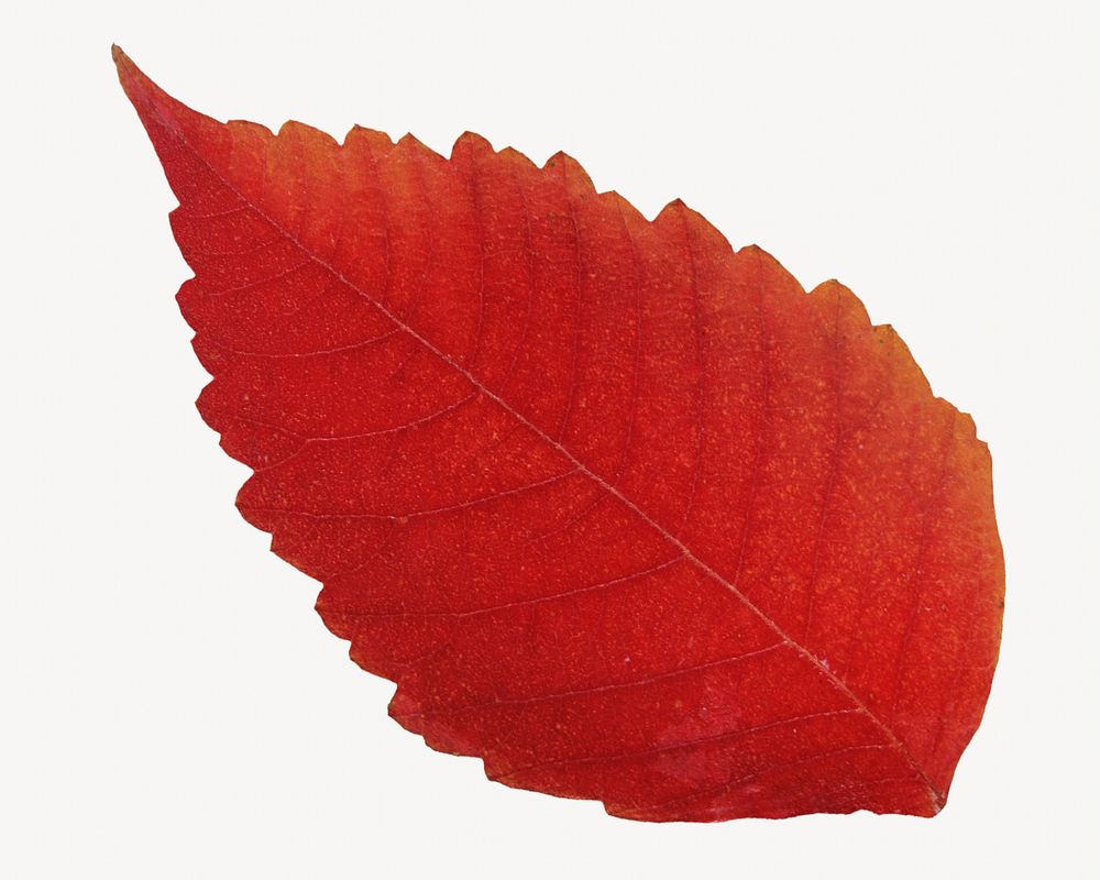 Red dry leaf isolated object 