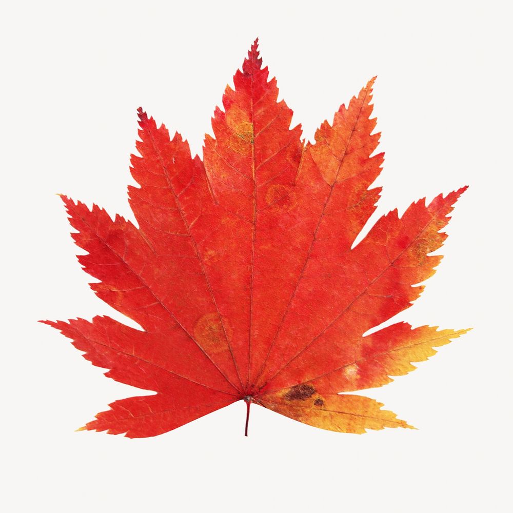 Dry maple leaf isolated object 