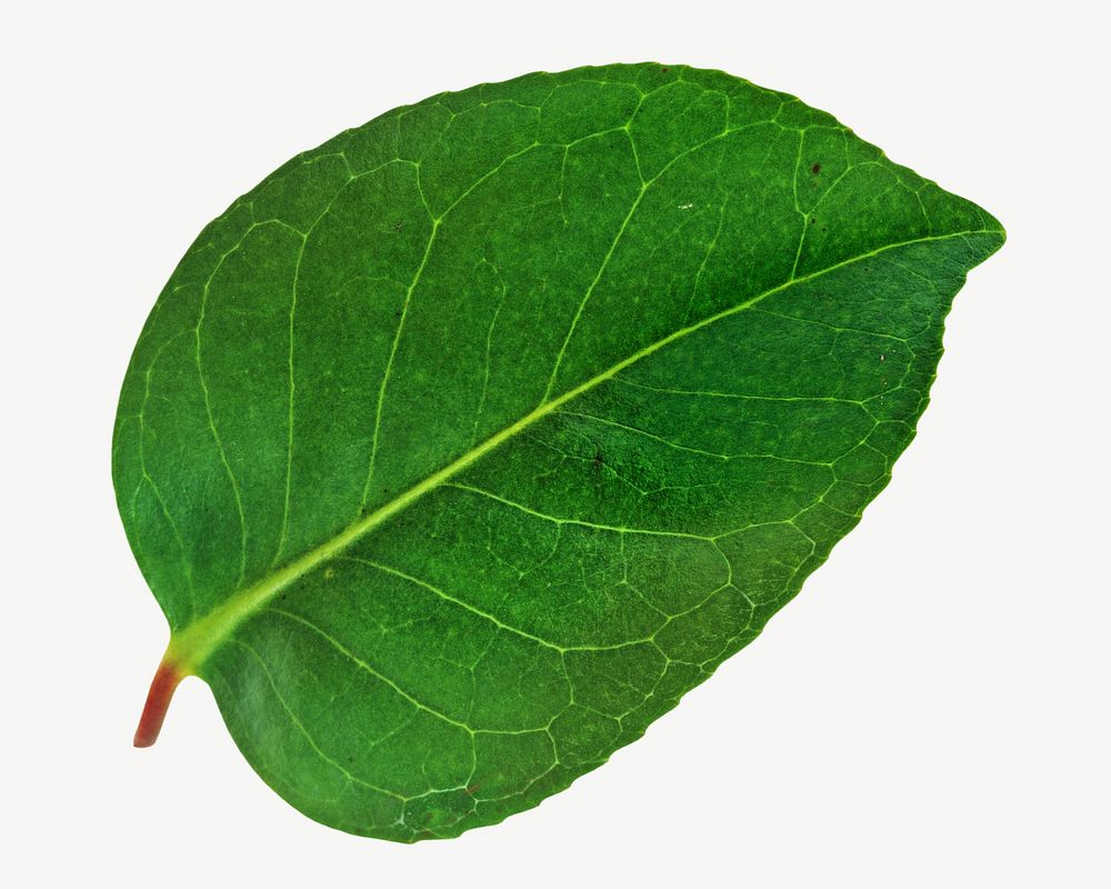 Dark green forest leaf psd