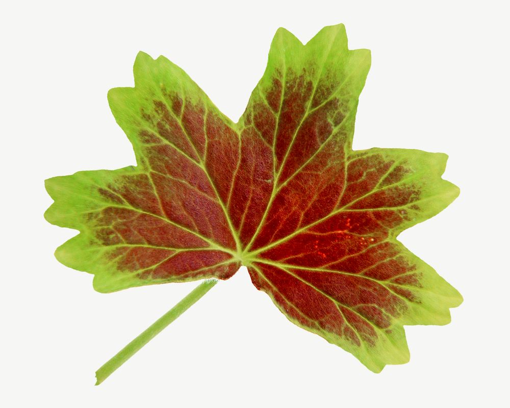 Shape red green leaf psd