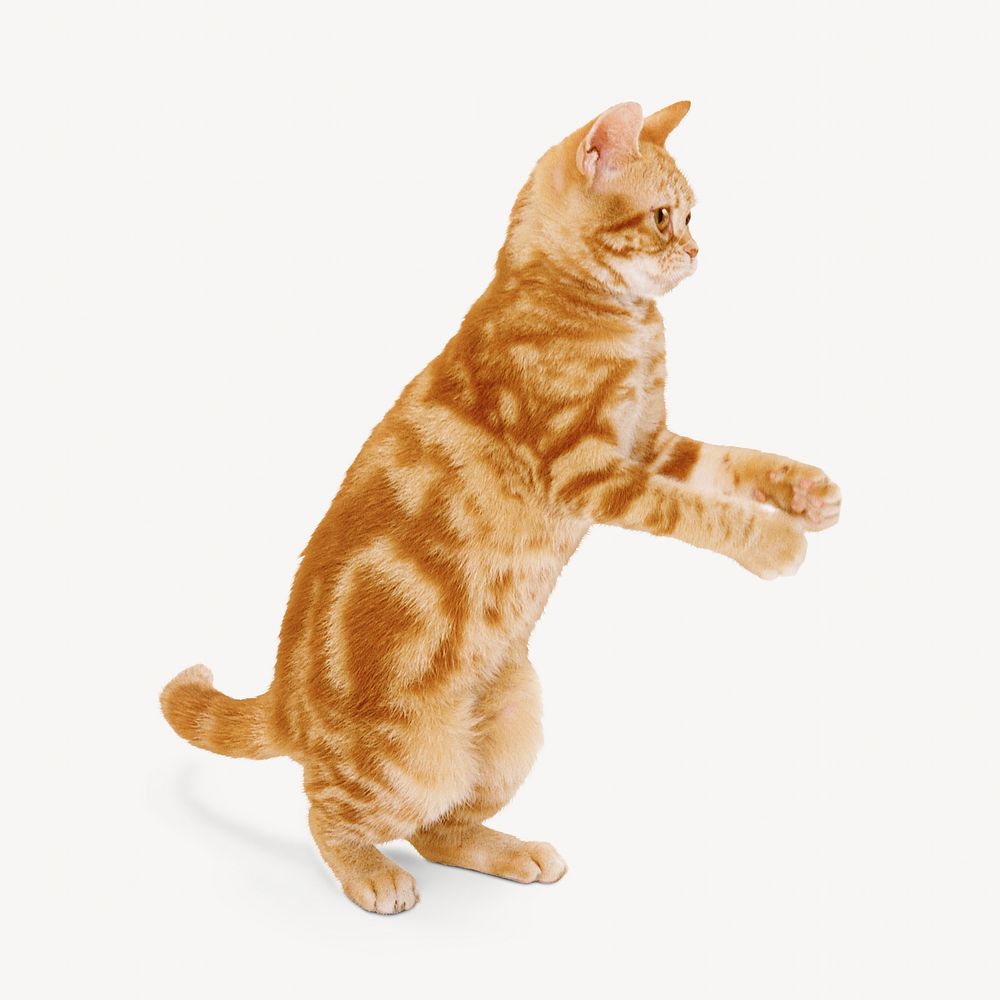 Playful ginger cat, pet animal image