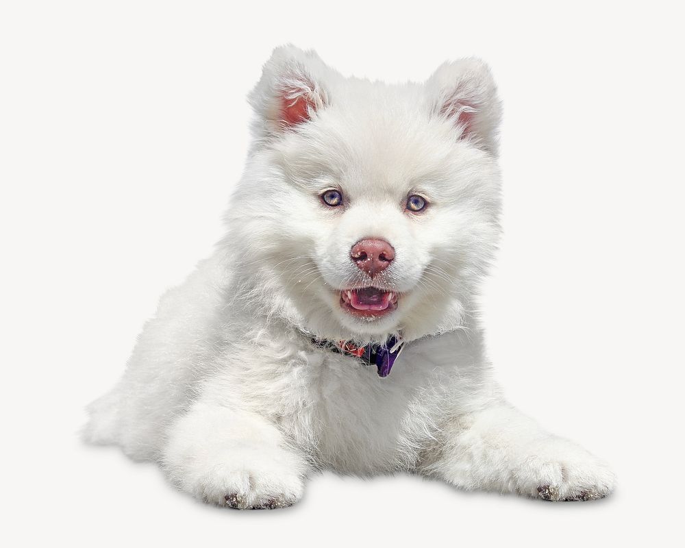 Cute dog image on white