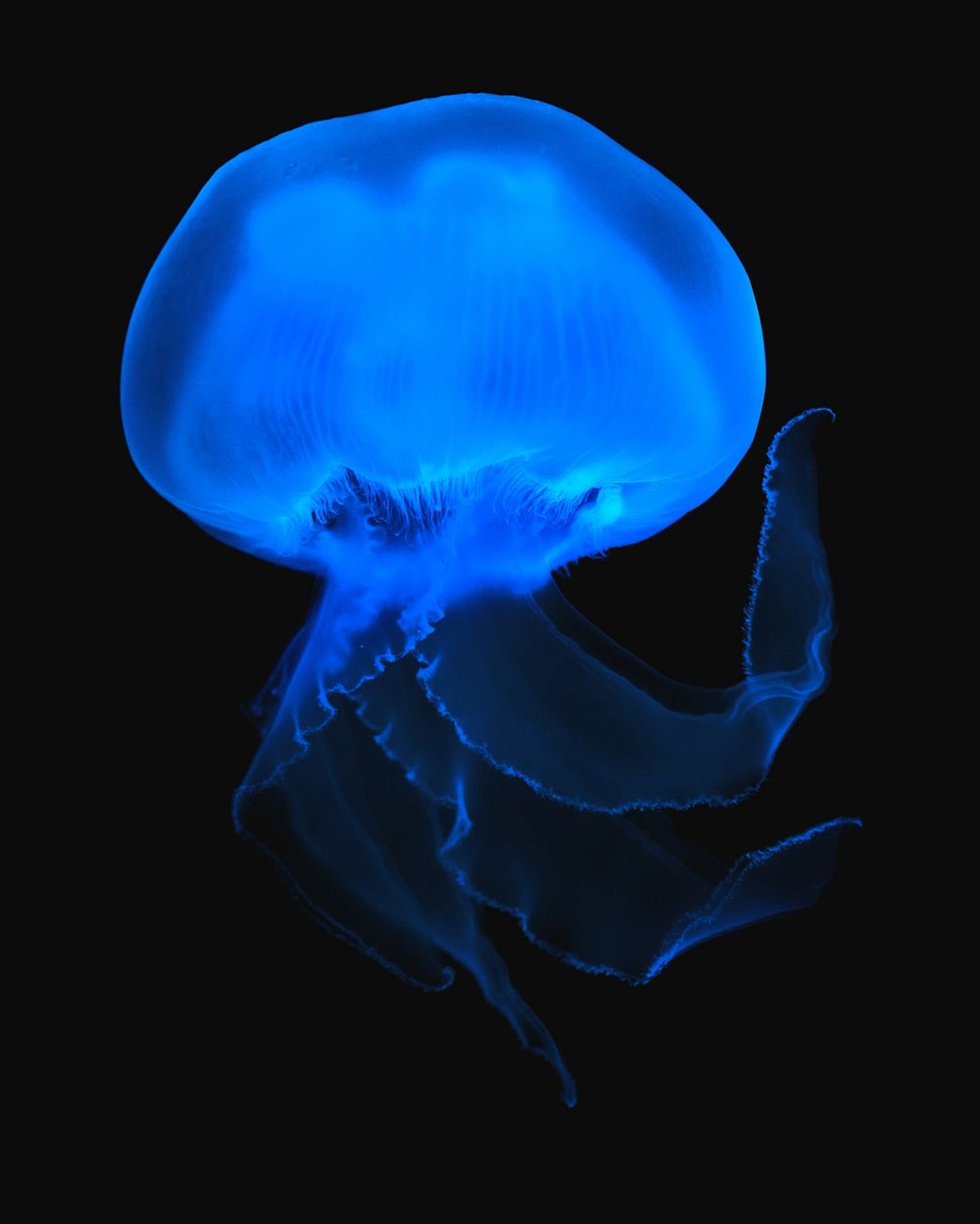 Blue jellyfish, isolated design on white