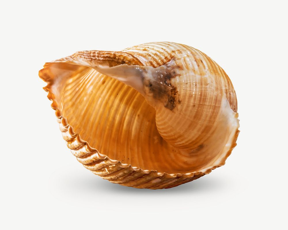 Sea shell psd isolated design