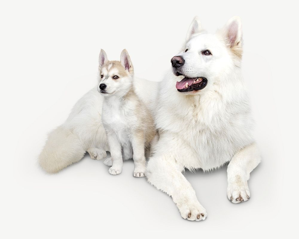 Dogs image graphic psd