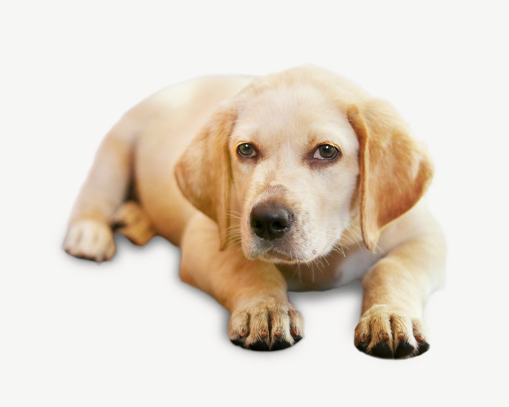 Labrador puppy psd, isolated design
