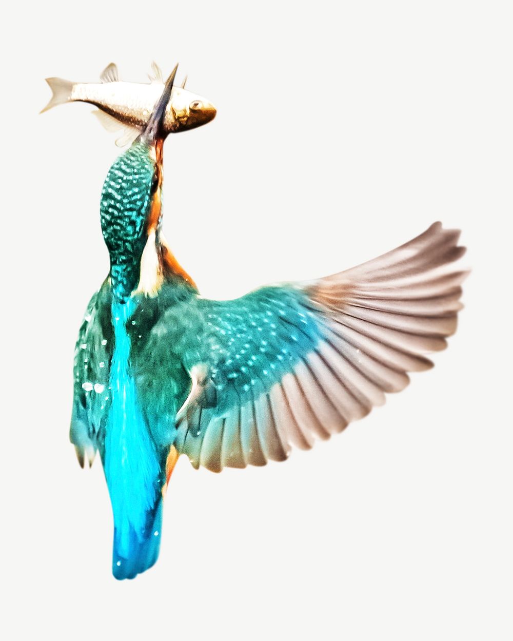Kingfisher bird design element psd
