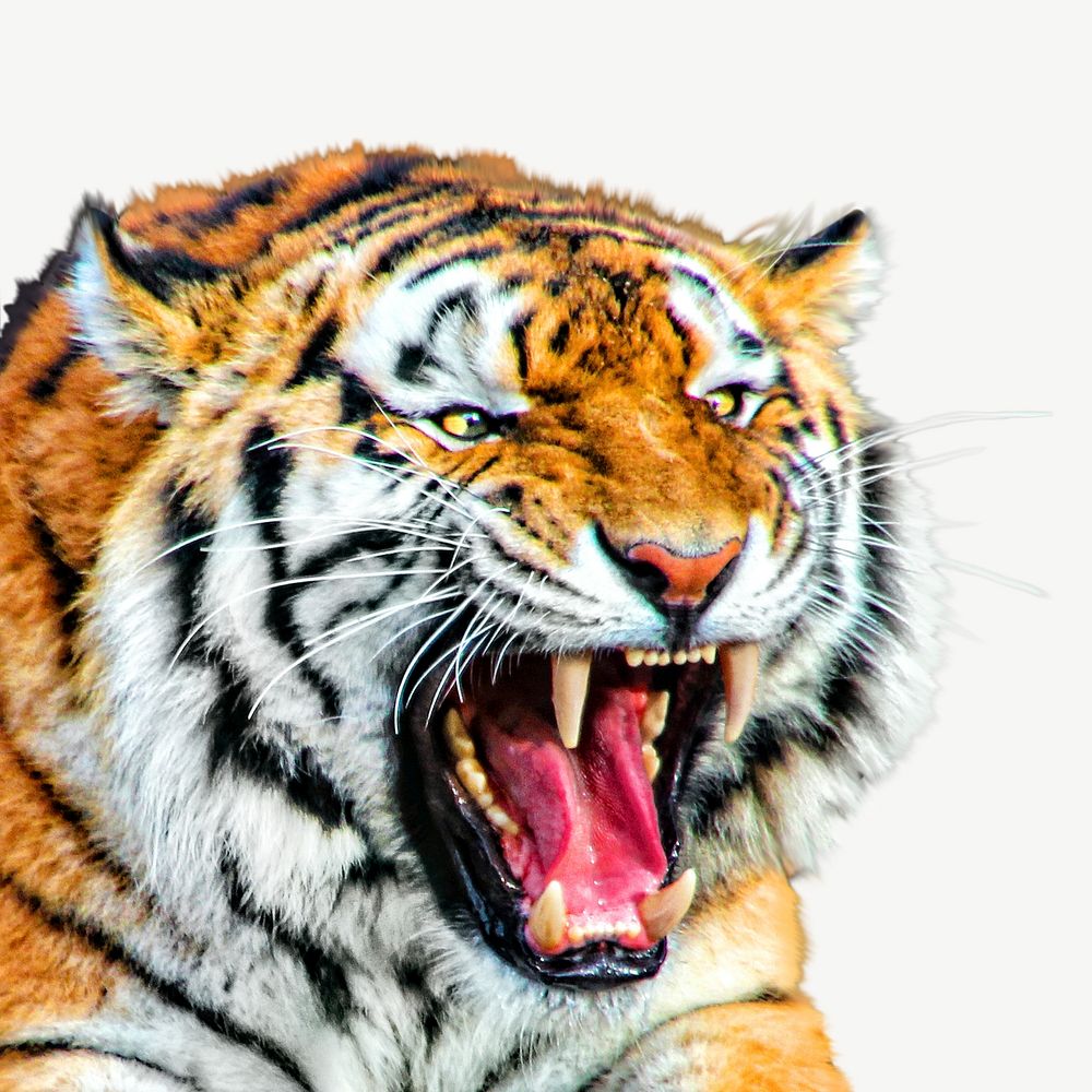 Asian tiger psd isolated design
