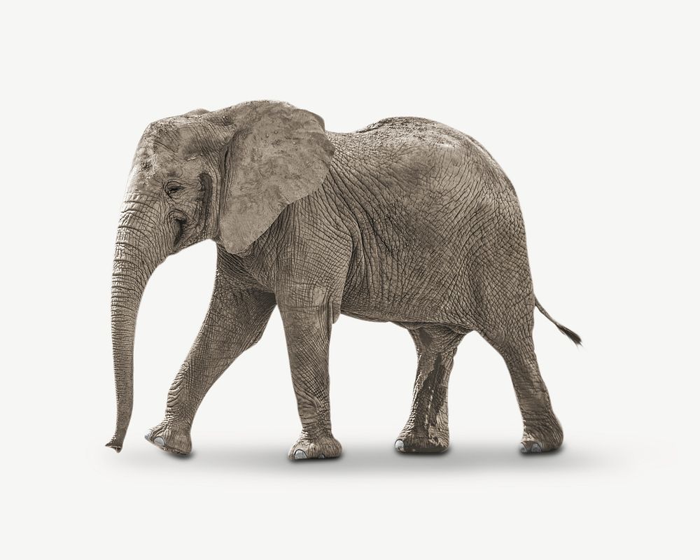 Elephant image graphic psd