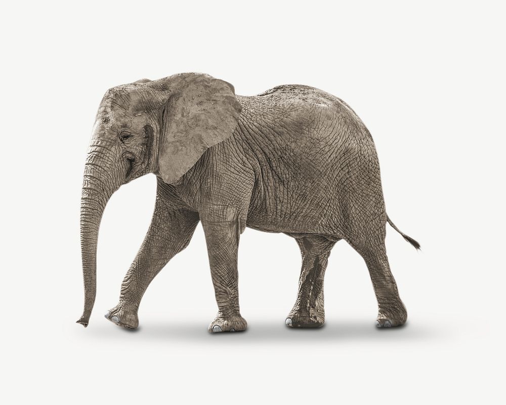 Elephant image graphic psd | Free PSD - rawpixel