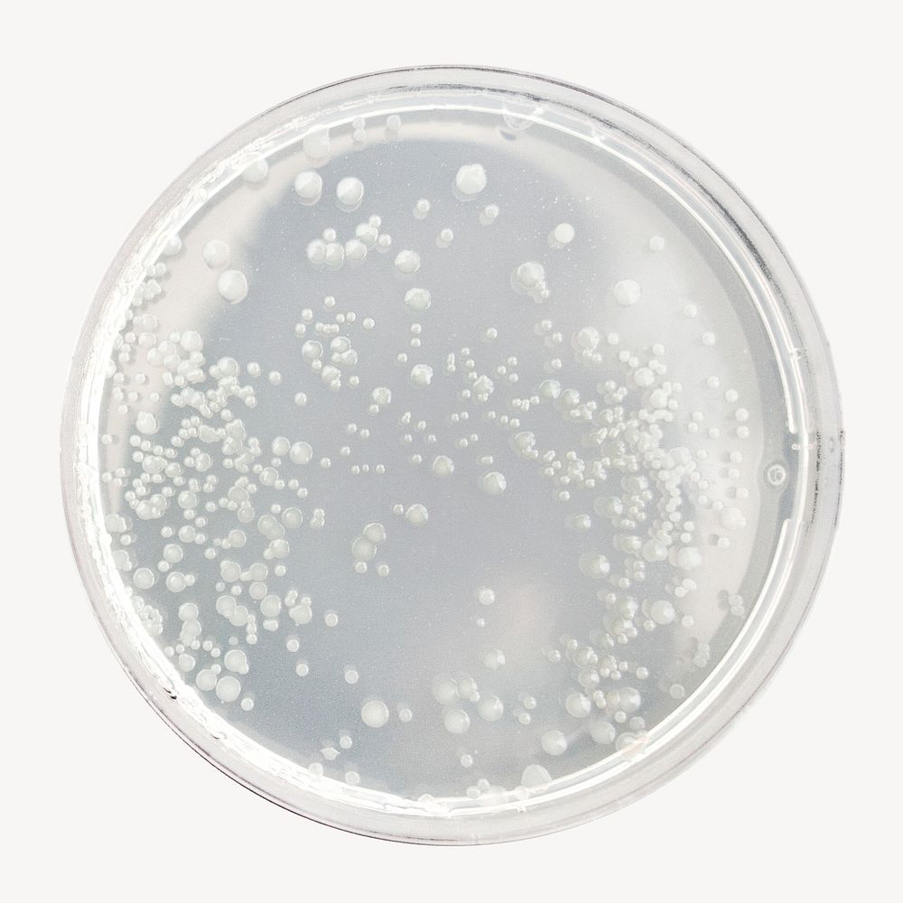 Petri dish isolated graphic psd