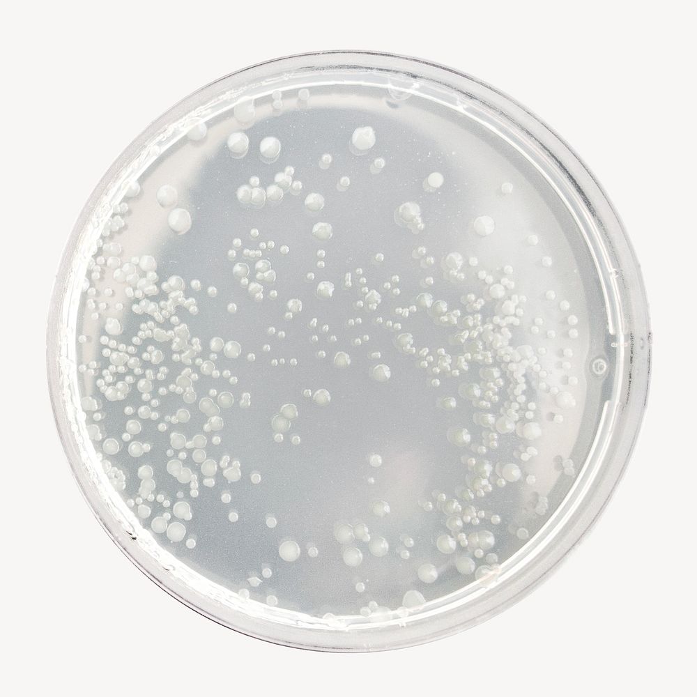 Petri dish, isolated object on white