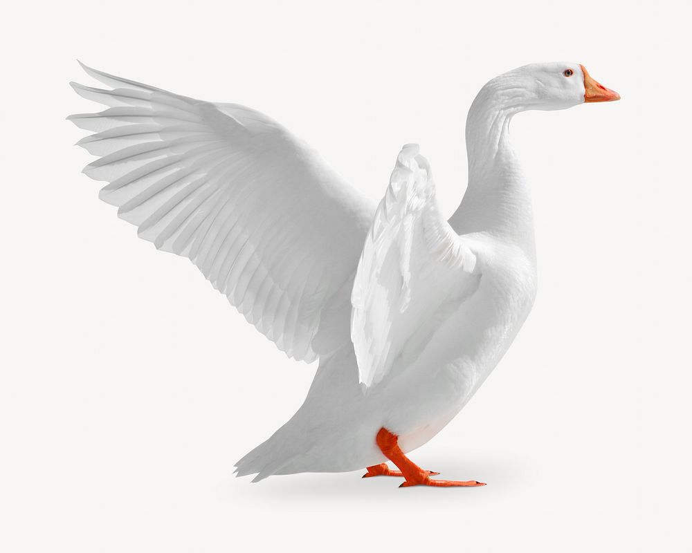 Bird image on white