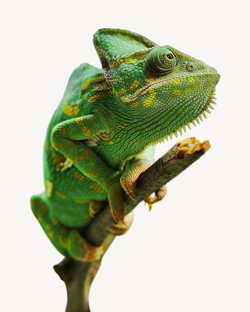 Green iguana, isolated design