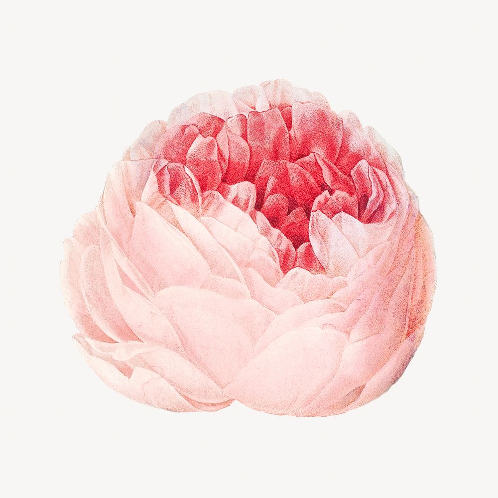 Vintage cabbage rose image element