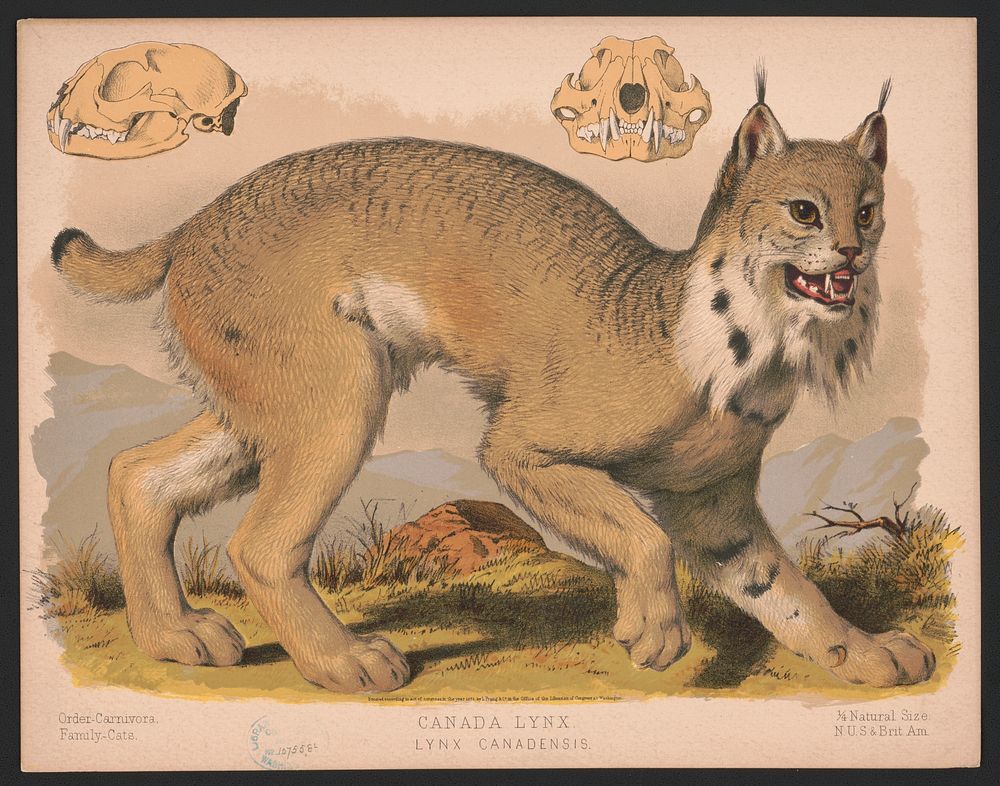 Canada lynx - Lynx Canadensis (1874) by  L. Prang & Co.