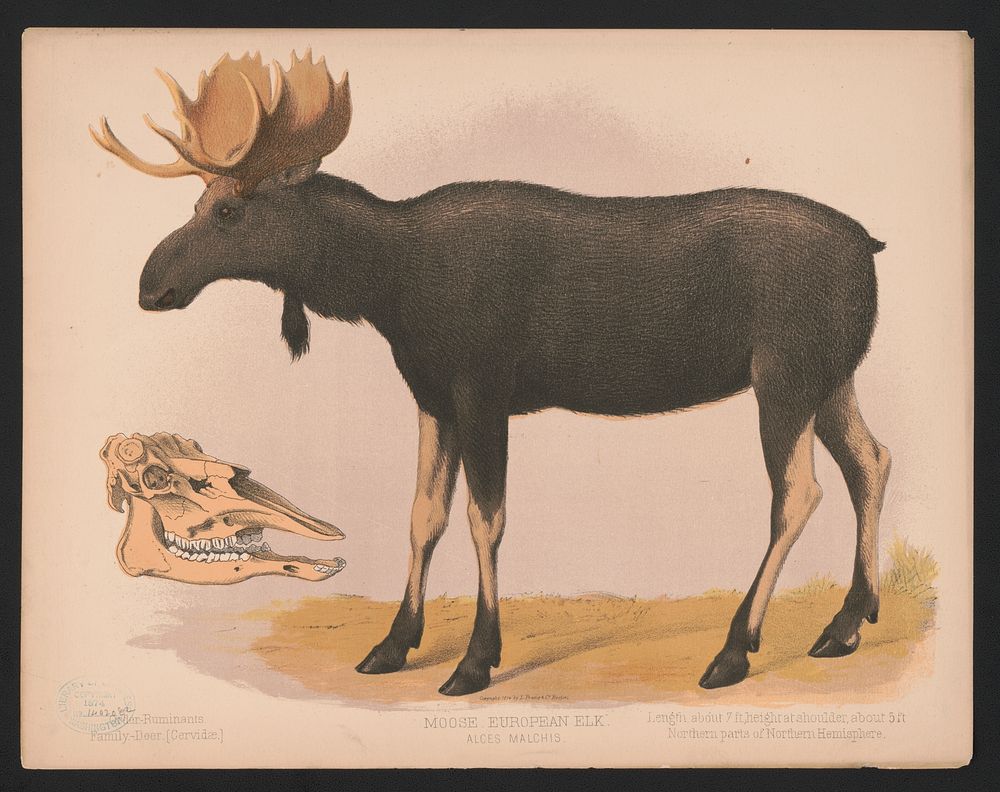 Moose. European elk. Alces malchis (1874) by L. Prang & Co.