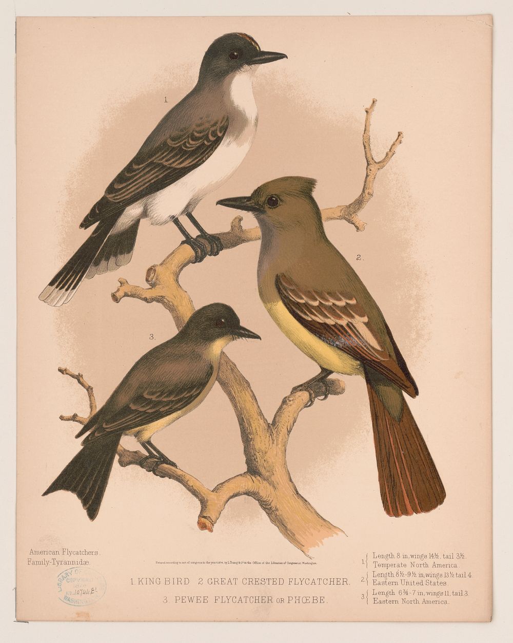 1. King bird. 2. Great crested flycatcher. 3. Pewee flycatcher or ph&oelig;be (1874) by L. Prang & Co.