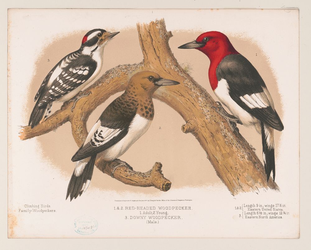 1. & 2. Red-headed woodpecker. 1. Adult. 2. Young. 3. Downy woodpecker (male) (1874) by L. Prang & Co.