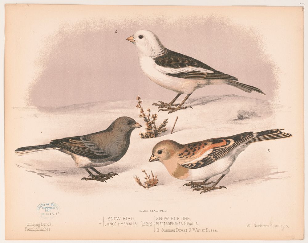1. Snow bird. Junco hyemalis. 2. & 3. Snow buniting. Plectrophanes nivalis. 2. Summer dress. 3. Winter dress (1874) by L.…