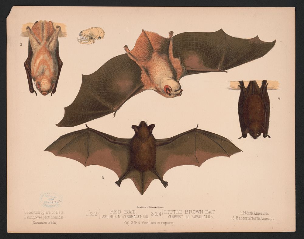 1. & 2. Red bat. Lasiurus noveboracensis 3. & 4. Little brown bat. Vespertillo subulatus. Figs. 2. & 4. Position in repose…