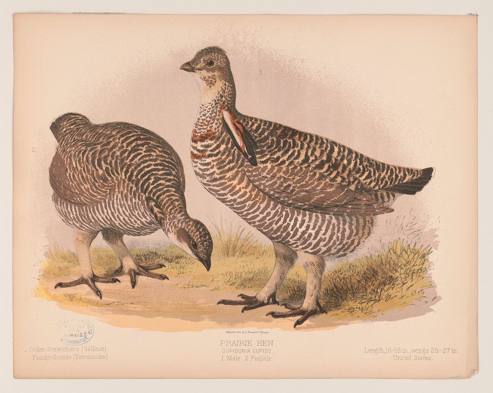 Prairie hen. Cupidonia cupido. 1. Male. 2. Female (1874) by L. Prang & Co.