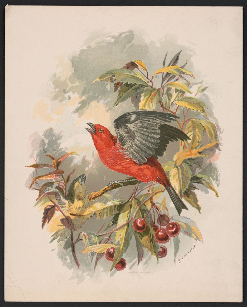 Scarlet tanager on a cherry tree branch (1892) by Herrick, Henry Walker